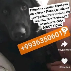потерялась  черная авчарка