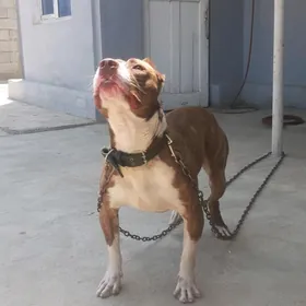 pitbull