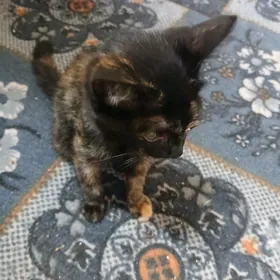 кошка