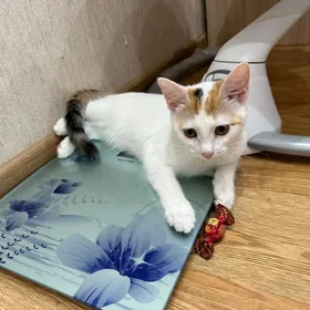 Котенок отдам в хорошие руки