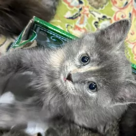 котенок