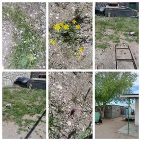 жай
