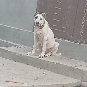 ak gus