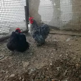 Kohinhin karlik horazlar