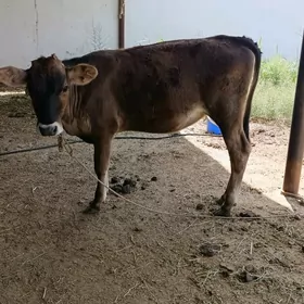 sagylyan sygyr.tüwe.öküz