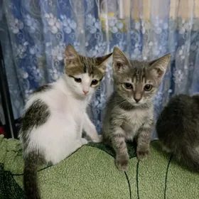 Домашние котята