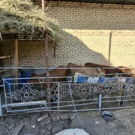 BAKYMLY UNAJYNLAR