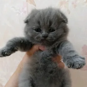 шотландские вислоухие котята