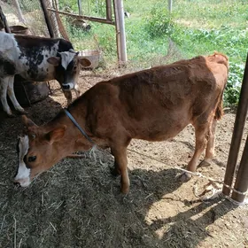 göle