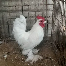 karlik horaz