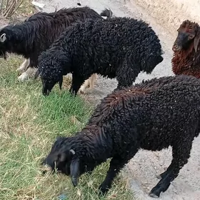 Tokly çewiş