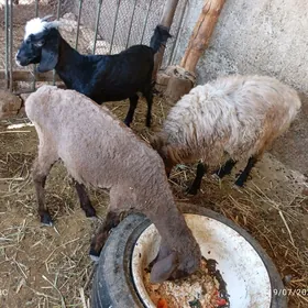 Geçi we goyun