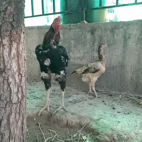 Taşkent horaz maki