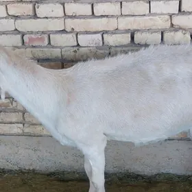Ak paroda geçiler