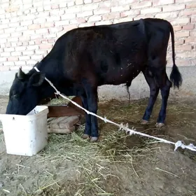 Tohum Öküzler