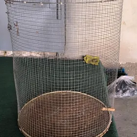 PAPUGAY KETEK