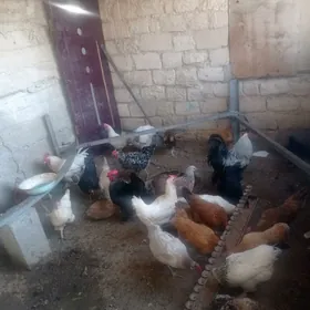 towuklar