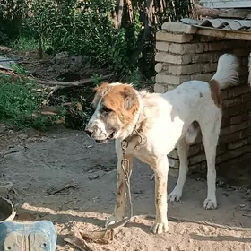 Алабай
