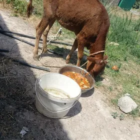 Göle