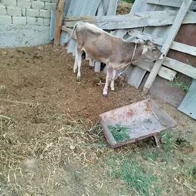 okuzce