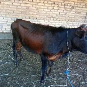 Unajyn