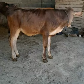 öküz tuwe