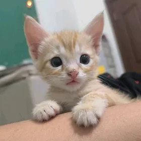 pishik