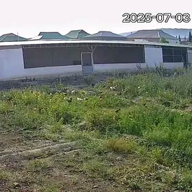 daca towuk juyje sygyr ferma