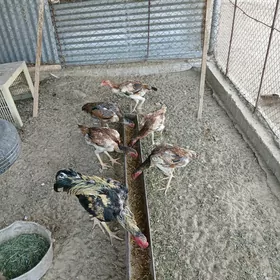 towuklar