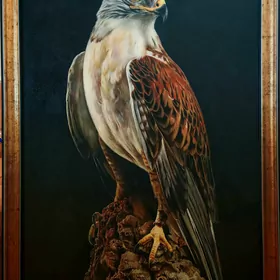 Gus. Ястреб