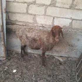 Goýun Баран