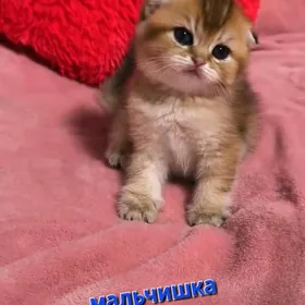 Шотландские котята