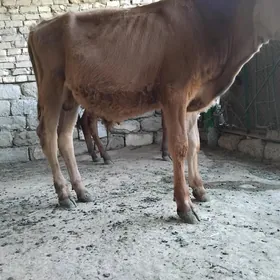 TÜWE HEM ÖKÜZÇE