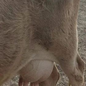 Sygyr