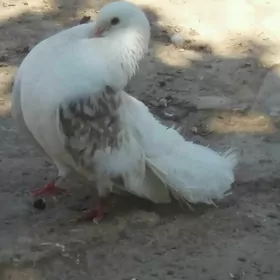 Kepderi