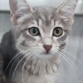 Котёнок, 3 месяца,