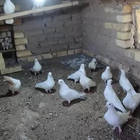 kepderi
