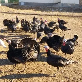 ınduklar