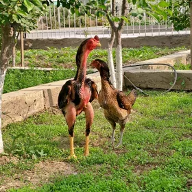 Taşkent horoz we maki Gyssagly