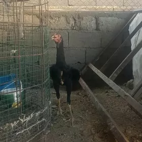 horaz taśkent jujen