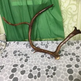 рога
