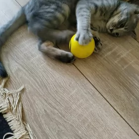 кошка