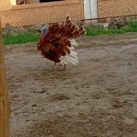 induk  erkek