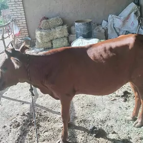gysyr göle