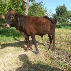 ökiz