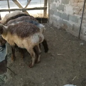 toklylar