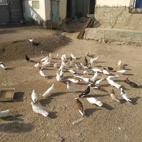 Satlyk kepderi