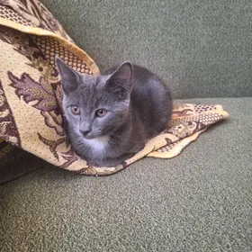 котики
