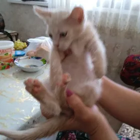 котики