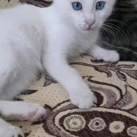 кошки